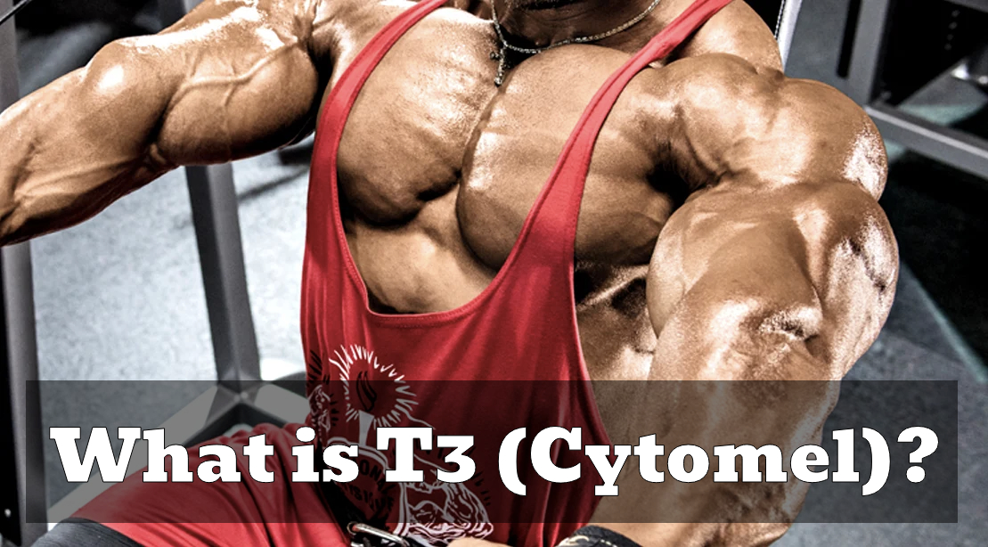 Cytomel T3 Solo and Combined Cycles